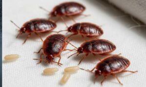 Rahasia Gelap Kutu Kasur