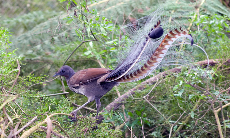 Burung Lyrebird Si Peniru Suara Alam